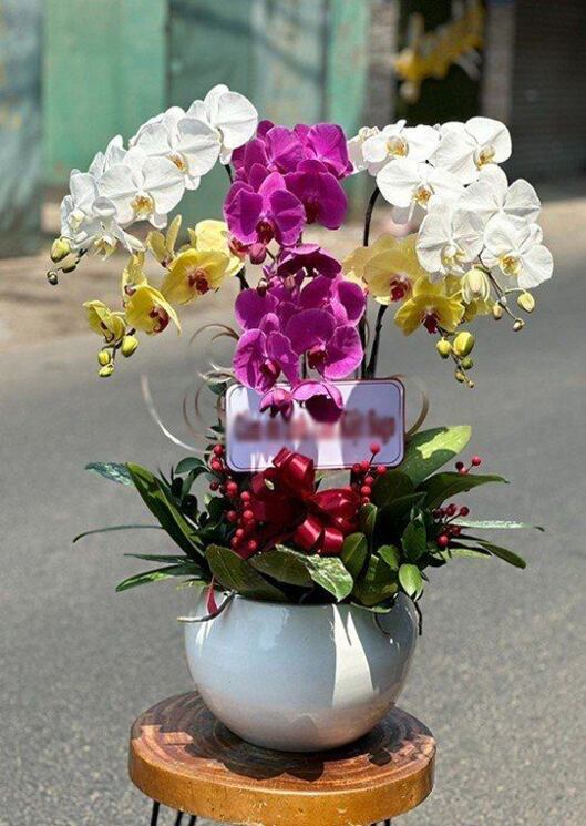 hoa chúc mừng đẹp ý nghĩa