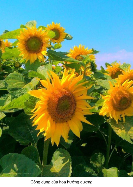 công dụng của hoa hướng dương