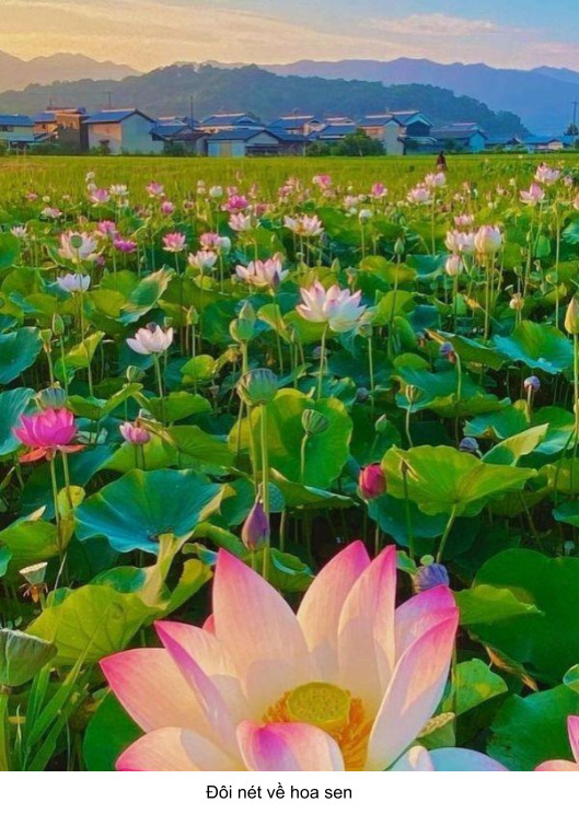 hoa sen và tình yêu