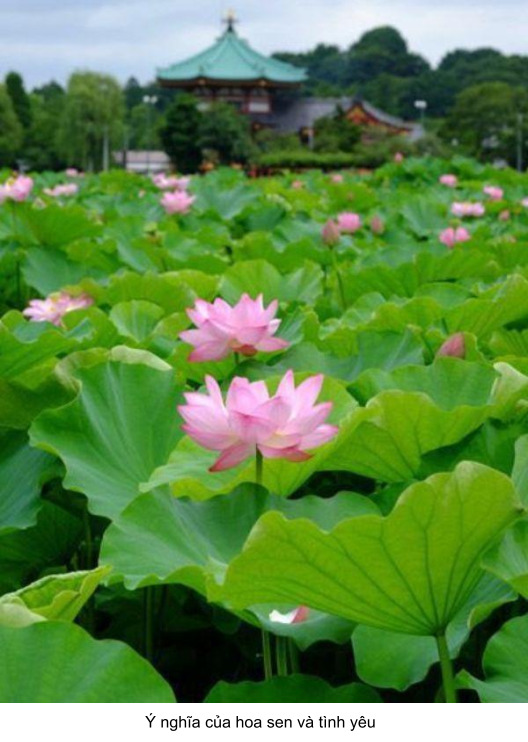 ý nghĩa của hoa sen hồng