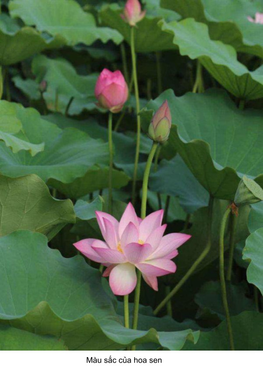 ý nghĩa của hoa sen trong tình yêu 