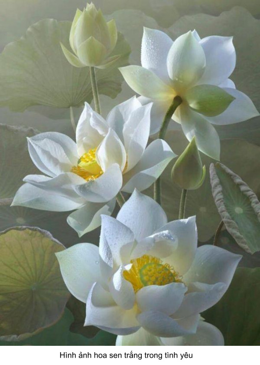 hoa sen màu trắng