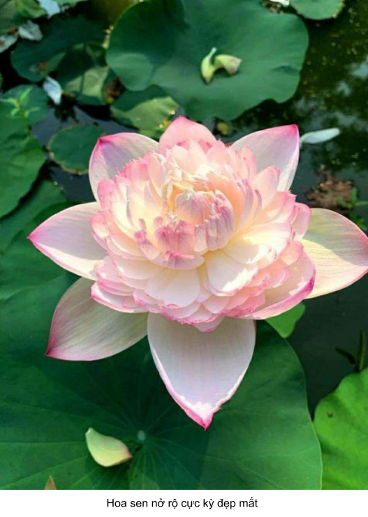 tặng hoa sen có ý nghĩa gì