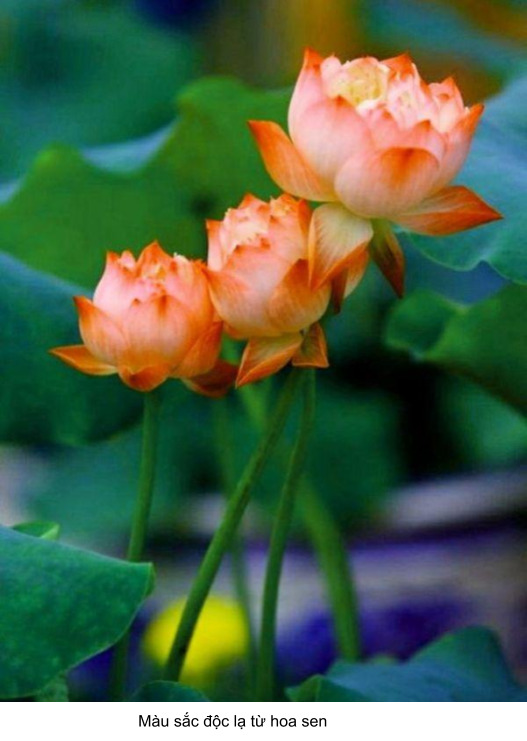 ý nghĩa của hoa sen trong tình yêu 