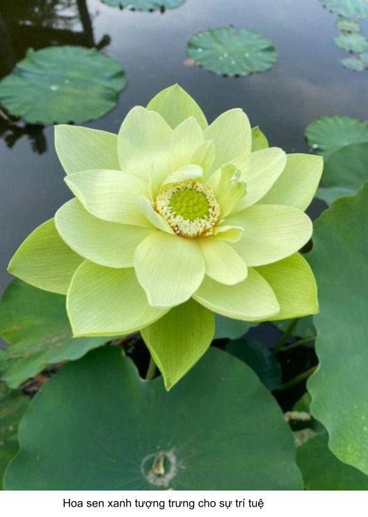 hoa sen tượng trưng cho điều gì 