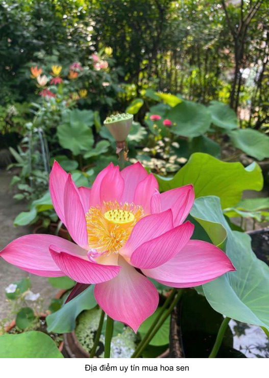 ý nghĩa của hoa sen và người phụ nữ 