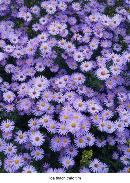 ý nghĩa của hoa thạch thảo tím