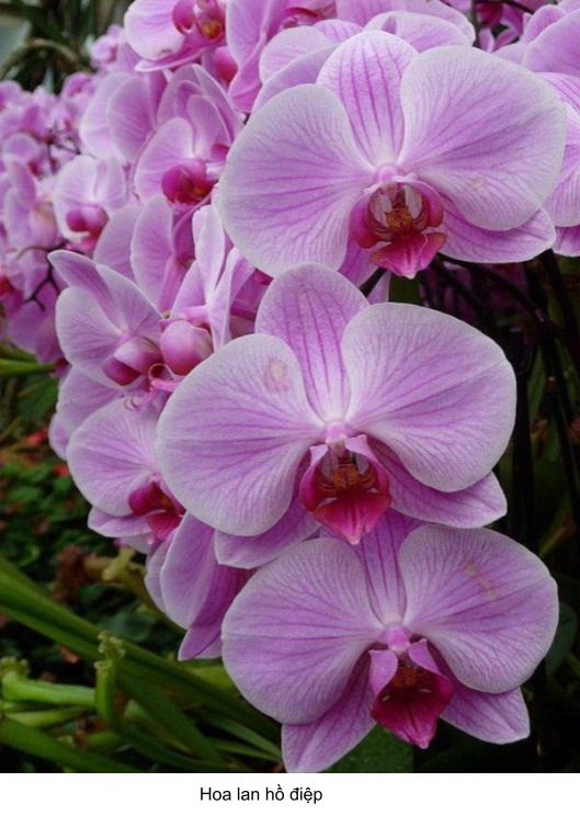 hoa lan hồ điệp màu tím 