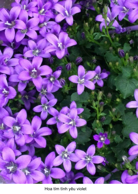 hoa viliot đa dạng màu sắc