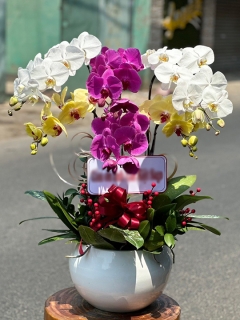 Chậu Lan Hồ Điệp CL041