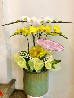 Chậu Lan Hồ Điệp CL042