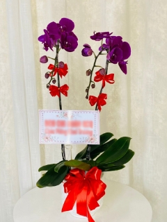 Chậu Lan Hồ Điệp CL043