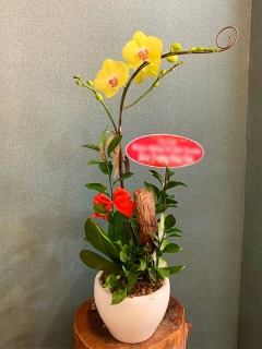 Chậu Lan Hồ Điệp CL044