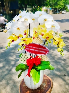 Chậu Lan Hồ Điệp CL045