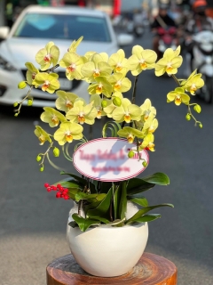 Chậu Lan Hồ Điệp CL013