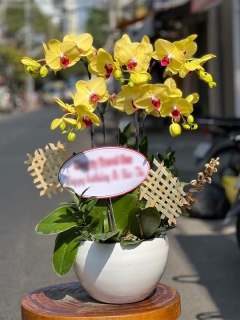 Chậu Lan Hồ Điệp CL014