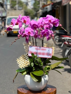 Chậu Lan Hồ Điệp CL015