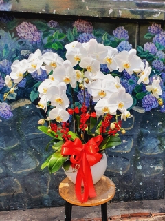 Chậu Lan Hồ Điệp CL016