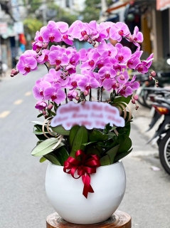 Chậu Lan Hồ Điệp CL021