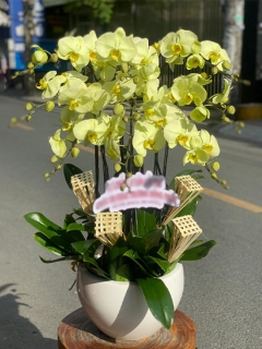 Chậu Lan Hồ Điệp Vàng CL022