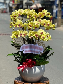 Chậu Lan Hồ Điệp CL023