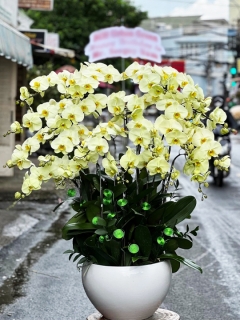 Chậu Lan Hồ Điệp CL025