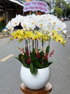 Chậu Lan Hồ Điệp CL029