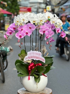 Chậu Lan Hồ Điệp CL031