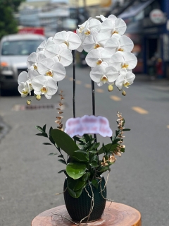 Chậu Lan Hồ Điệp CL032