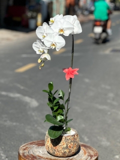 Chậu Lan Hồ Điệp CL033