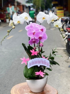 Chậu Lan Hồ Điệp CL034