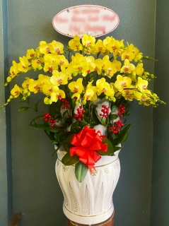 Chậu Lan Hồ Điệp CL035