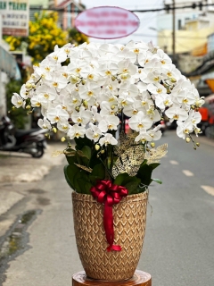 Chậu Lan Hồ Điệp CL036