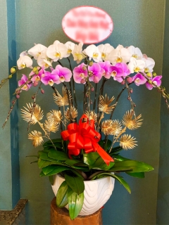 Chậu Lan Hồ Điệp CL037