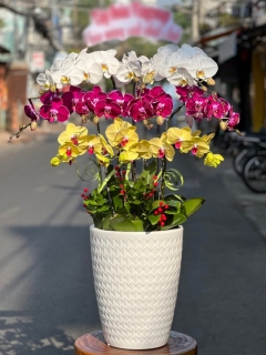 Chậu Lan Hồ Điệp CL038