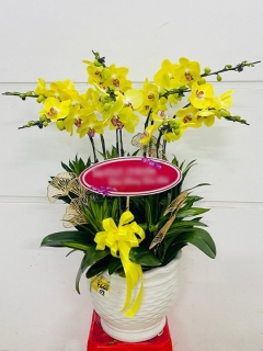 Chậu Lan Hồ Điệp CL039