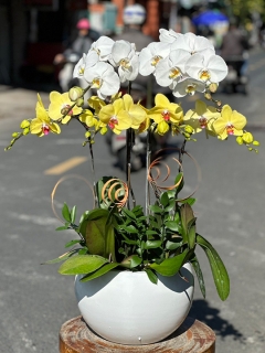 Chậu Lan Hồ Điệp CL040