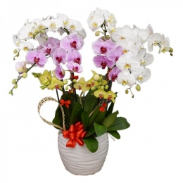 Chậu Lan Vươn Xa Vàng