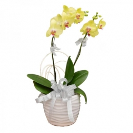 Chậu Lan Hồ Điệp Vàng 2 Cành