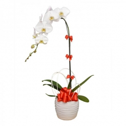 Chậu Lan Hồ Điệp Tặng Mẹ