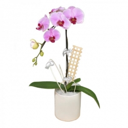 Chậu Lan Dịu Dàng