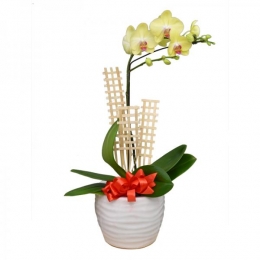 Chậu Lan Hồ Điệp Vàng Chúc Mừng