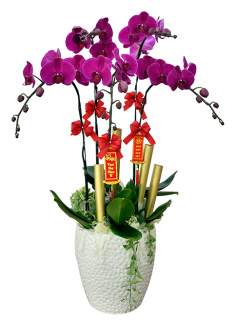 Chậu Lan Hồ Điệp 5 Cành Sắc Tím
