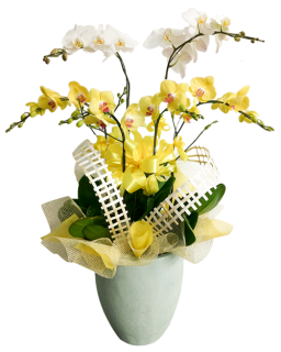 Chậu Lan Hồ Điệp Huy Hoàng