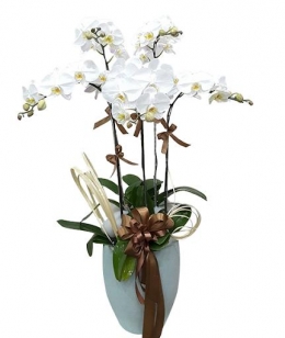 Chậu Lan Hồ Điệp Kiêu Sa