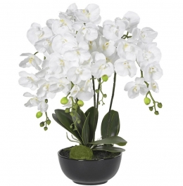 Chậu Lan Hồ Điệp 20 Cành Đẹp