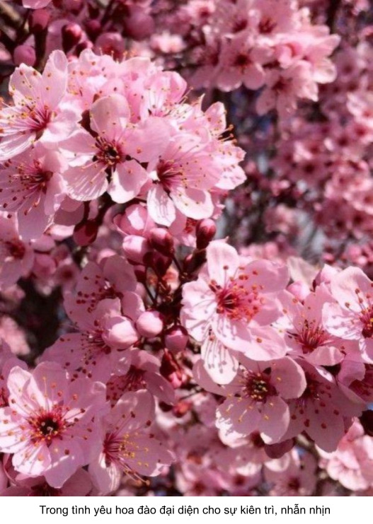 ý nghĩa của hoa anh đào