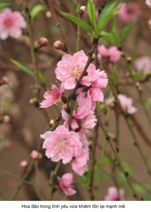 ý nghĩa của hoa đào
