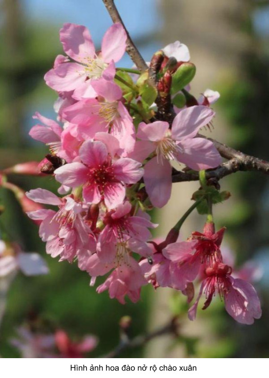 cảm nghĩ về hoa anh đào