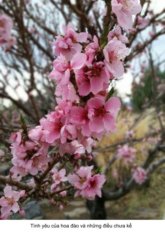 hoa anh đào việt nam